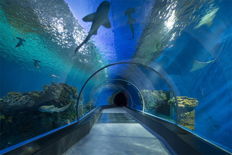 Shedd Aquarium